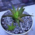 Orthophytum harleyi Hoja