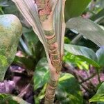 Dracaena fragrans Bark