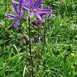 Camassia quamash Blüte