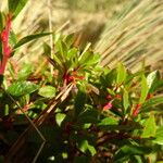 Vaccinium geminiflorum Листок