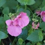 Diascia rigescens Květ