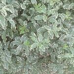 Pittosporum tenuifolium 葉