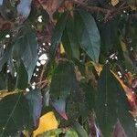 Combretum kraussii Leaf