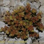 Sedum litoreum Habitus