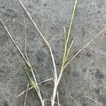 Eragrostis plana Folha