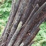 Dicksonia squarrosa Bark