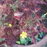 Oxalis hedysaroides Flower