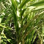 Arundo donax পাতা