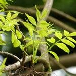 Fraxinus angustifolia Feuille