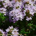 Thymus longicaulis 花
