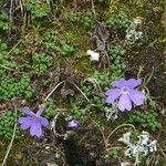 Primula reptans