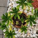 Nipponanthemum nipponicum Folla