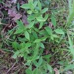 Vaccinium angustifolium Folha