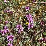 Thymus praecox Habitus