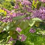 Cercis racemosa Folla