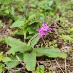 Tradescantia crassifolia Kvet