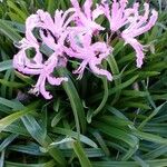 Nerine undulata Flower