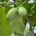 Asimina triloba Vrucht