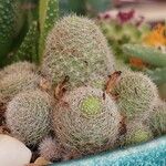 Rebutia heliosa Leaf