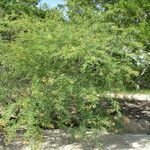 Acacia tortuosa Habitus