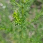 Artemisia biennis برگ