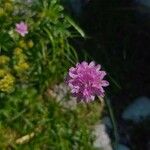 Armeria cantabrica Λουλούδι