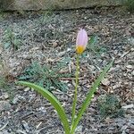 Tulipa saxatilis Hábito