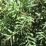 Podocarpus falcatus Liść