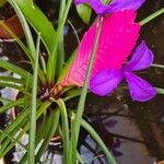 Tillandsia guatemalensis Blomst