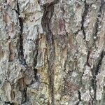 Pinus echinata Corteza