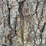 Pinus echinata Bark