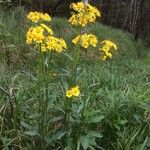 Tephroseris crispa Flower