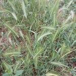 Hordeum murinum Habit