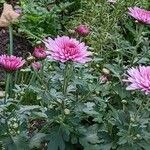 Chrysanthemum x grandiflorum Habit