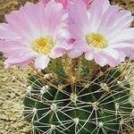 Acanthocalycium spiniflorum Hábitos