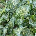 Arum italicum x Arum maculatum Hoja