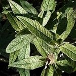 Buddleja globosa पत्ता