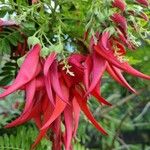 Clianthus puniceus Flor