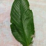 Corchorus olitorius Leaf