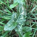 Arum italicum Feuille