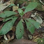Psychotria konguensis Yeri