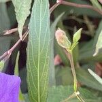 Ruellia simplex Blatt