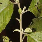 Cestrum tomentosum Φύλλο