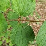 Viburnum trilobum Fulla