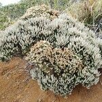 Cyathopsis floribunda Habitat