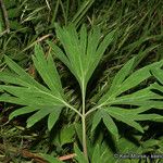 Paeonia californica 叶