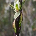 Prasophyllum australe Flor