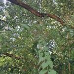 Halleria lucida Leaf