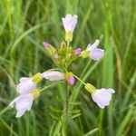 Cardamine pratensisKukka