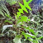 Acanthus montanus Leaf